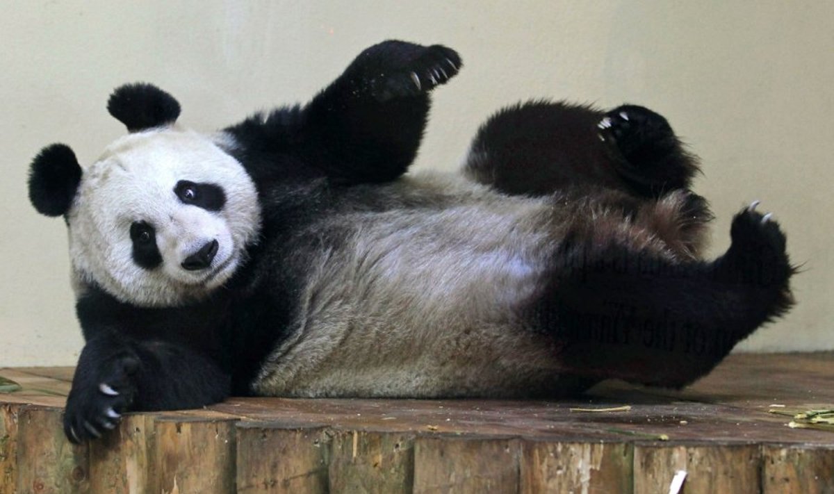 Pandaplotamija - kai gyvūnai tampa būdu gerinti tarpvalstybinius santykius