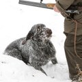 Įtakingas medžiotojas: reikia medžioti daugiau vilkų ir kanopinių žvėrių, fazanų medžioklė - būtinybė