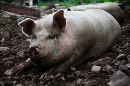 Stambi kiaulė, sverianti apie 200 kg, kaime paprastai auginama apie metus / Lietuvos kiaulių augintojų asociacijos nuotr.