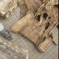 Senegalo sotinėje sulaikytas didžiulis kiekis krokodilų ir pitonų odos