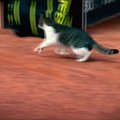 Teniso kamuoliuku susidomėjęs katinas pasirodė korte vieną įtempčiausių mačo akimirkų