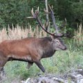 Patvirtinti tauriųjų elnių ir briedžių sumedžiojimo limitai naujam medžioklės sezonui