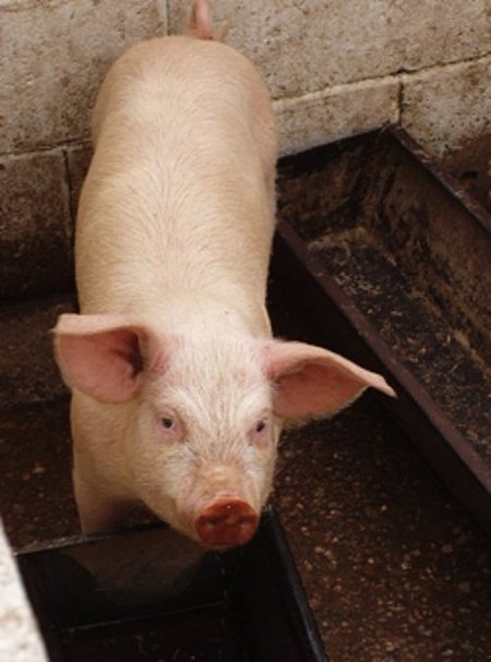Kiaulininystės ūkyje užauginta liesa kiaulė, sverianti apie 105 kg, auginama 6-7 mėnesius / Lietuvos kiaulių augintojų asociacijos nuotr.