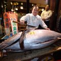 Japonijoje kaitros banga kelia pavojų garsiam Cukidžio tunų aukcionui