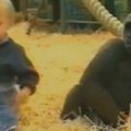 Paskelbtas unikalus gorilų ir mažos mergaitės žaidimo vaizdo įrašas