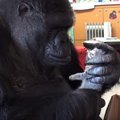 Nustebino visą pasaulį: didžiulė gorila tapo mama mažyčiams kačiukams