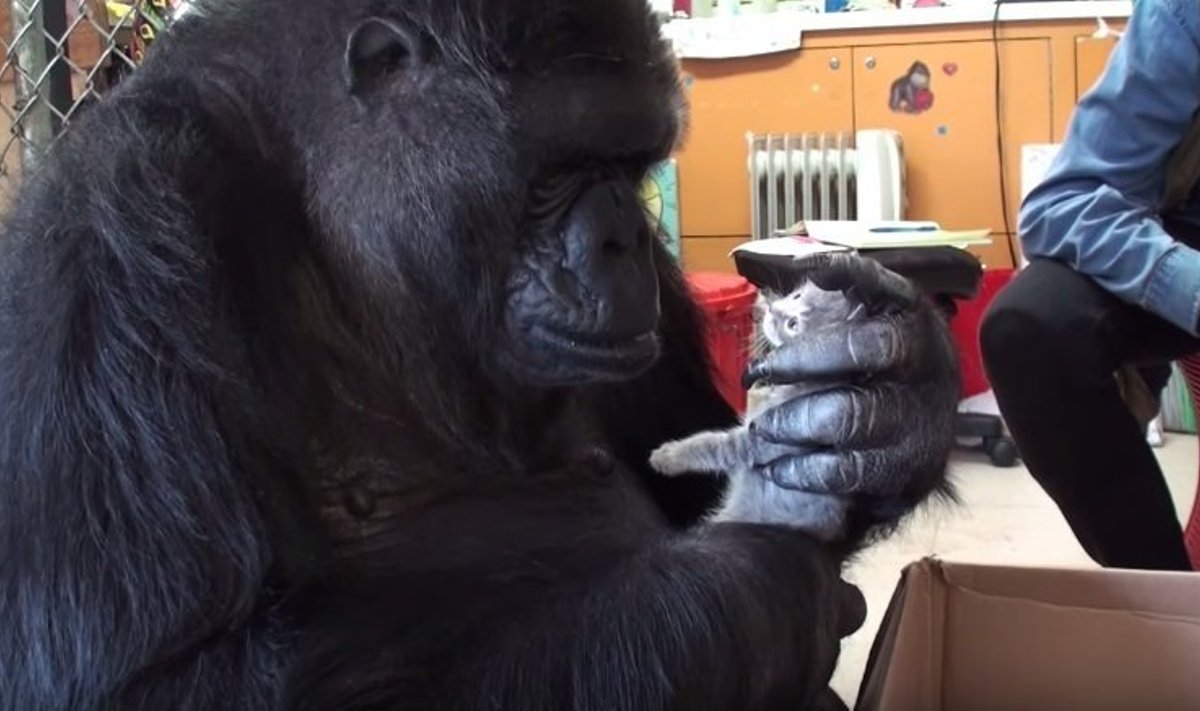 Gorila "įsivaikino" kačiukus