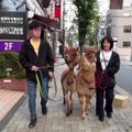 Dvi meilios alpakos sužavėjo Tokijo gyventojus