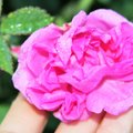 Susipažinti su Bulgarija verslininkai kviečia rožių laukuose