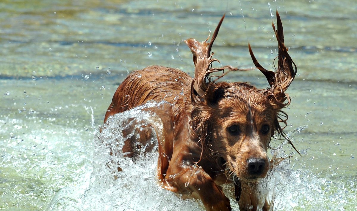 Šuo bėga per vandenį