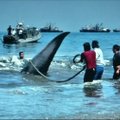 Čilėje išgelbėtas mėlynasis banginis