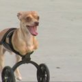 Dvikojis šuo atrado judėjimo džiaugsmą