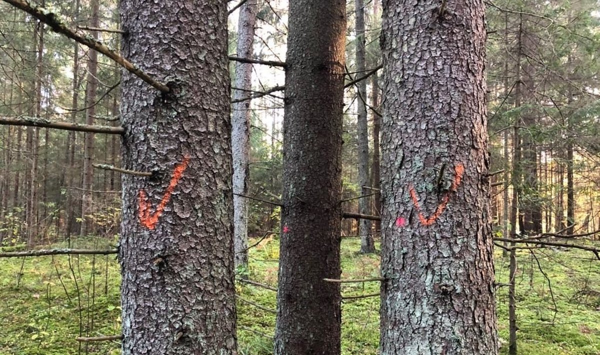 Medžių žymėjimas miške
