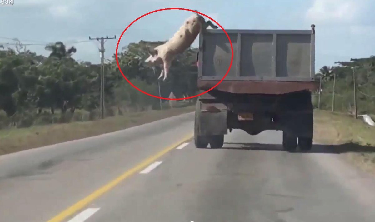 Świnia wyskoczyła z ciężarówki