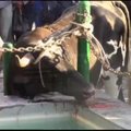 Peru įsisiautėjusį bulių pareigūnai sustabdė šūviais