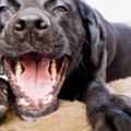 Neprižiūrėti šuns dantys – tiksinti laiko bomba