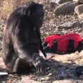 Kanzi: laužus kūrenanti šimpanzė