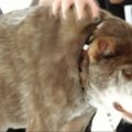 Bjauriausio pasaulio šuns konkursą laimėjo Kvazimodas