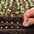 „Delfi agro“ – pradedame sėją: kada ir kokias sėklas sodinti, kad daigai būtų stiprūs ir tvirti