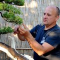Į Kauną atkeliauja įspūdinga bonsai paroda