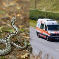 Kasmet Lietuvoje apie 70 žmonių nukenčia nuo gyvatės įkandimo: pasakė, ko jokiu būdu nedaryti