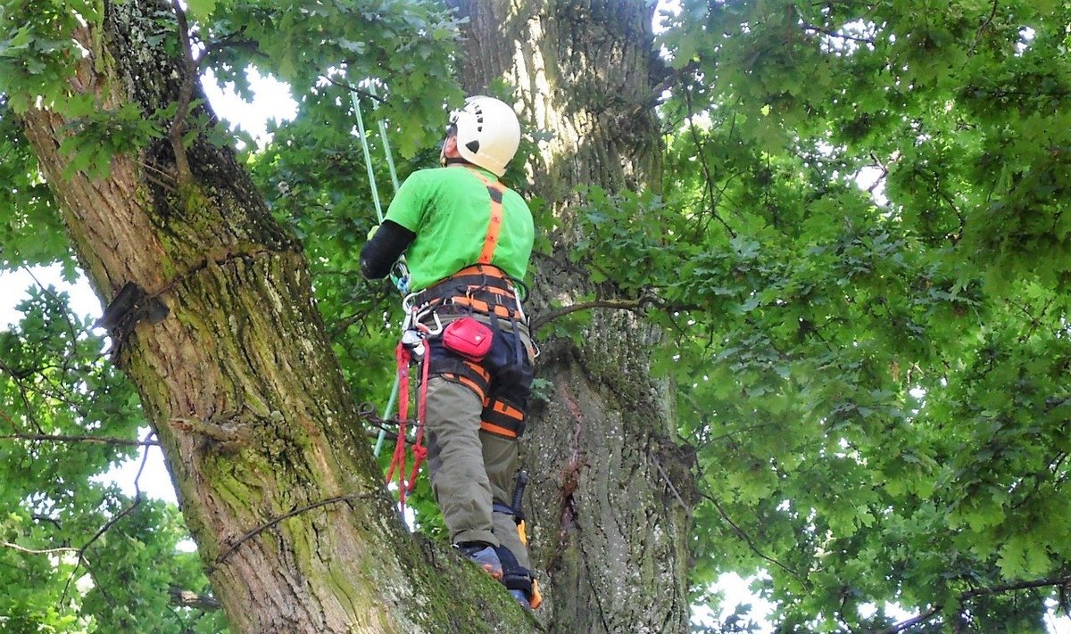 Ieškantiems adrenalino ir gamtos – dar neatrasta profesija medžiuose