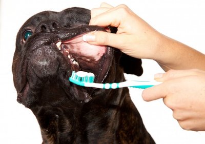 Jūsų šuo pirmais kartais gali ir neapsidžiaugti, kad reikės jam valyti dantis