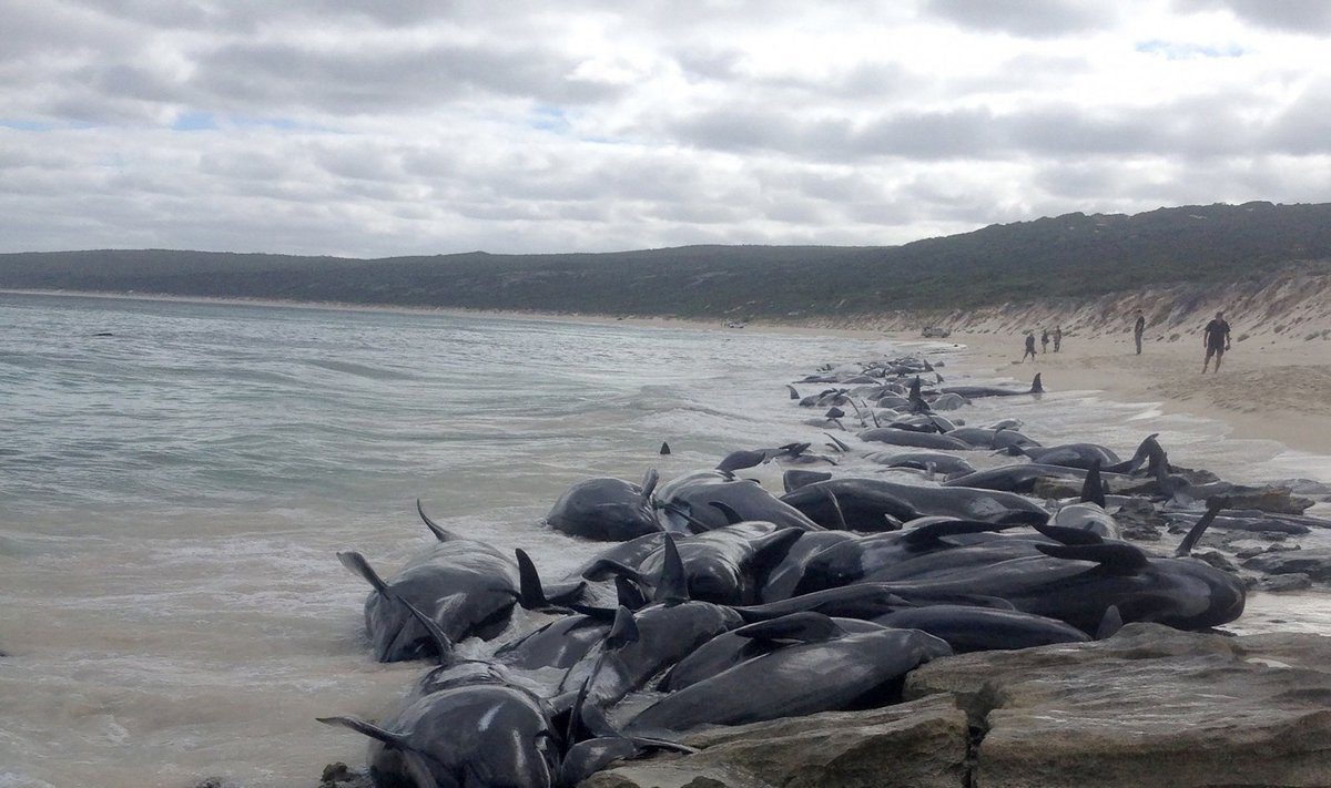 Trumpapelekės grindos miršta Vakarų Australijos paplūdimyje