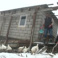 Sūrio gamintojas kovoja, kad išgyventų Rusijos kalnynuose