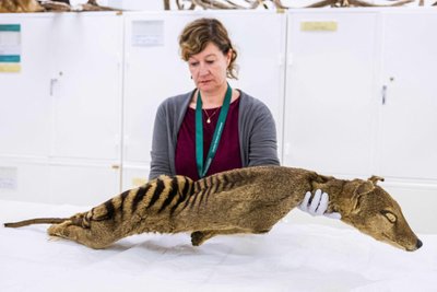 Mėginys sėkmingai paimtas iš Švedijos gamtos istorijos muziejuje kambario temperatūroje nuo 1891 metų laikomų džiovintų Tasmanijos tigro palaikų.