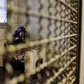 Kol vyksta teisminiai ginčai, vienintelė Lietuvos šimpanzė laiką leidžia rūsyje įrengtame voljere