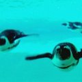 Pingvino patelė išardė įtartinai artimą dviejų patinėlių draugystę