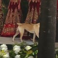 Indijos mados renginio žvaigžde netikėtai tapo benamis šuo