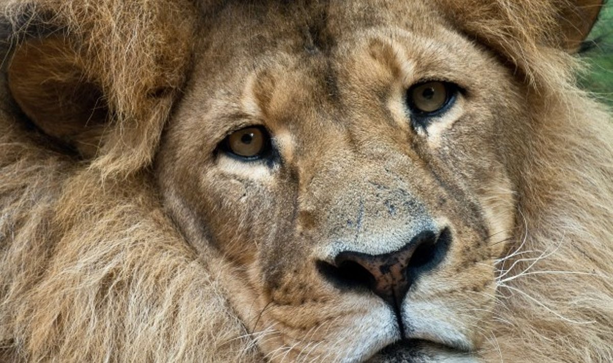 25 – iose Afrikos valstybėse liūtai jau išnyko, dešimtyje kitų valstybių žvėrių karaliai yra ant išnykimo ribos
