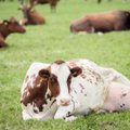 Ūkio kūrimo sunkumai negąsdina – karves jau melžė būdamas keturiolikmetis