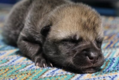 Klonuoti arktiniai vilkai „Sinogene“ nuotr.