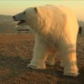 Kaip Arktyje: Londono gatvėmis klaidžiojo baltasis lokys