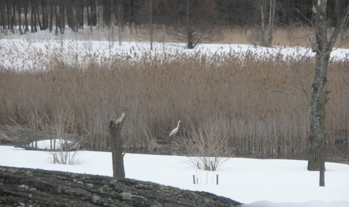 Ignalinos rajone pastebėti reti paukščiai (Leontinos nuotr.)