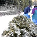 Prasidėjus Kalėdinių eglučių pirkimo vajui miškininkas įspėja – bandančių ją nukirsti tiesiog miške kišenės gerokai patuštėtų