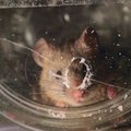 „Žaliasis Aleksotas“: kai orai šąla, pelės ir žiurkės prieglobsčio ieško mūsų namuose