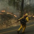 Pragaras Žemėje: gaisrų Kalifornijoje aukų rasta 40