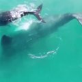 Prie Čilės krantų pastebėtas banginis su jaunikliu
