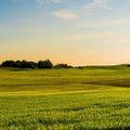 Žemės ūkio bendrovė „Golden Fields“ svarsto apie antros gamyklos Lietuvoje statybas