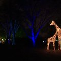 Londono zoologijos sodas prieš Kalėdas pasipuošė šviečiančiomis skulptūromis
