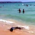 Melsvasis ryklys sukėlė paniką Maljorkos paplūdimyje