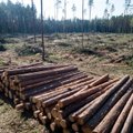 Tomilinas kritikuoja padėtį miškuose: nueita medienos pramonei naudingu keliu