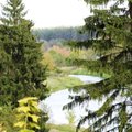 В литовских лесах наблюдаются кардинальные перемены: специалисты давно этого ждали