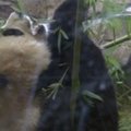 Vašingtono zoologijos sode pasaulį išvydo didžiosios pandos jauniklis