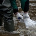 Dėl ekologinės katastrofos Latvijoje išgaišo ir žuvys, ir antys