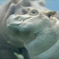 San Diego zoologijos sode begemotukė maudėsi su mama